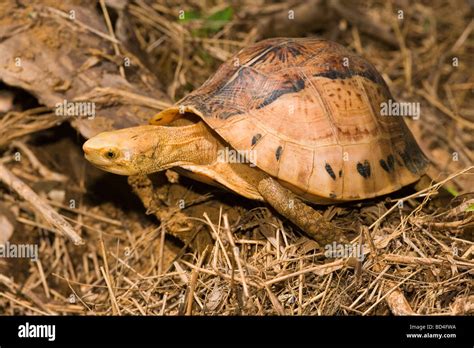 八角龜|黑腹花背箱龜 Flowerback box turtle